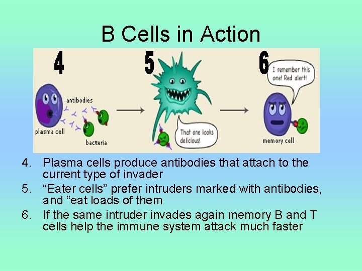 B Cells in Action 4. Plasma cells produce antibodies that attach to the current