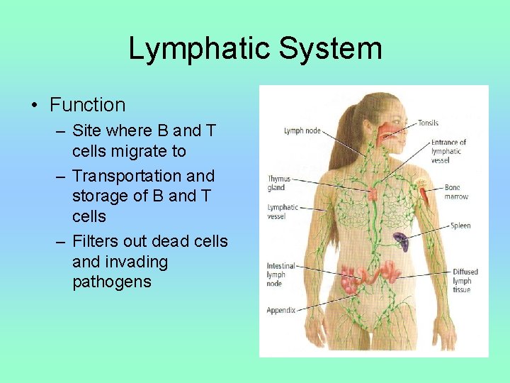 Lymphatic System • Function – Site where B and T cells migrate to –