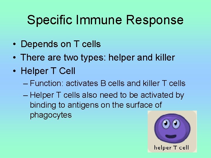 Specific Immune Response • Depends on T cells • There are two types: helper