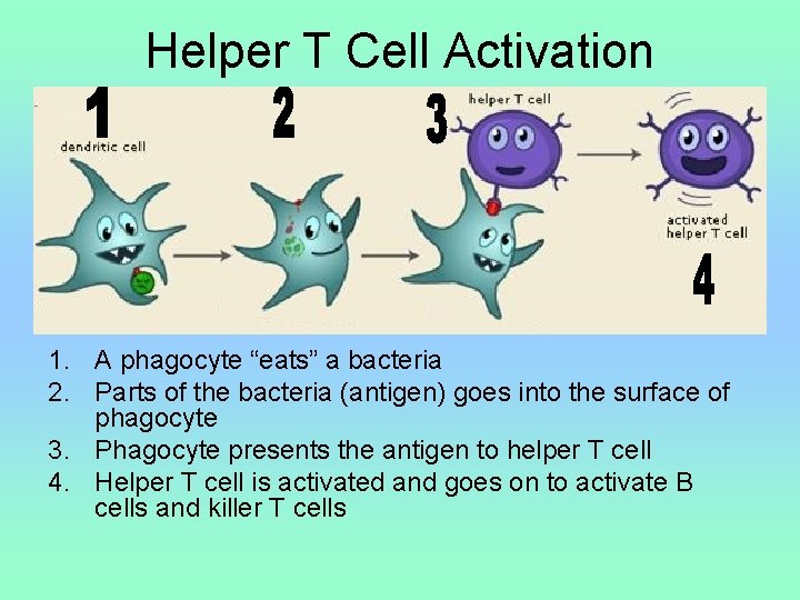 Helper T Cell Activation 1. A phagocyte “eats” a bacteria 2. Parts of the