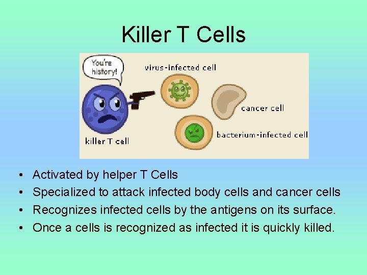  Killer T Cells • • Activated by helper T Cells Specialized to attack