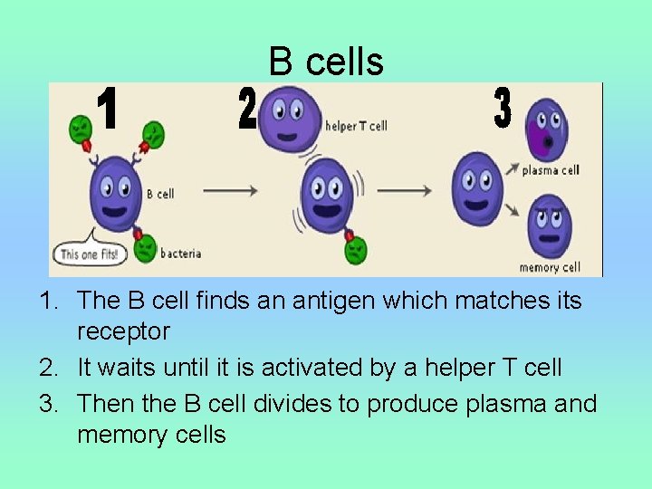 B cells 1. The B cell finds an antigen which matches its receptor 2.