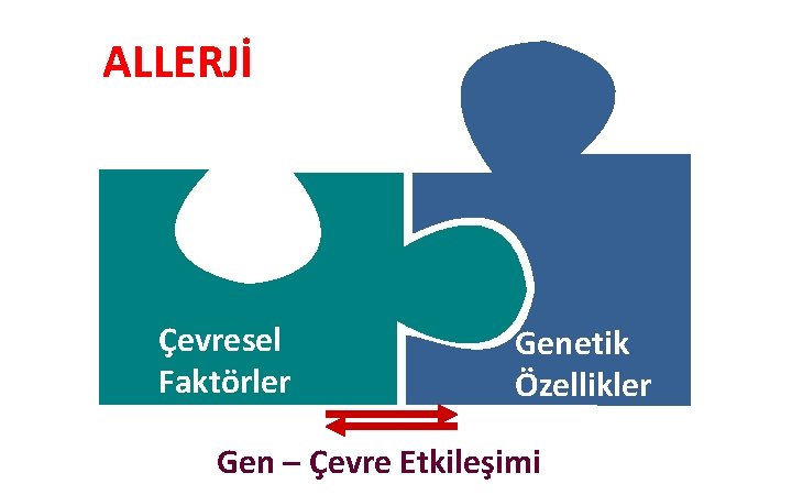 ALLERJİ Çevresel Faktörler Genetik Özellikler Gen – Çevre Etkileşimi 