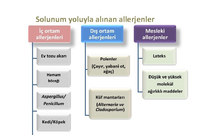 Solunum yoluyla alınan allerjenler 