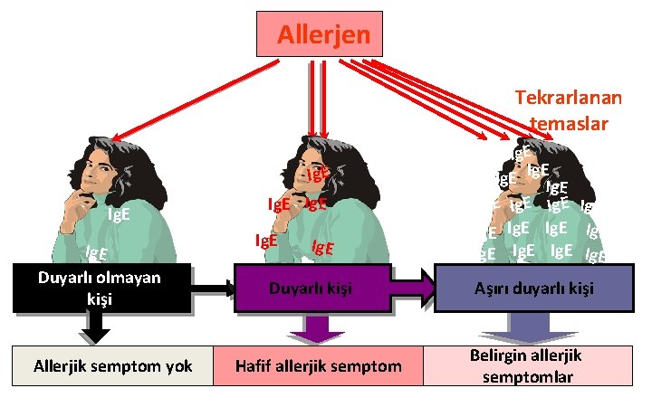 Allerjen İlk temas Ig. E Duyarlı olmayan kişi Allerjik semptom yok Tekrarlanan temaslar Ig.