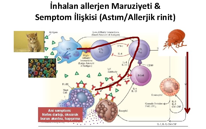 İnhalan allerjen Maruziyeti & Semptom İlişkisi (Astım/Allerjik rinit) Ani semptom: Nefes darlığı, öksürük burun