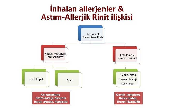 İnhalan allerjenler & Astım-Allerjik Rinit ilişkisi Maruziyet &semptom ilişkisi Yoğun maruziyet, Hızlı semptom Kedi,