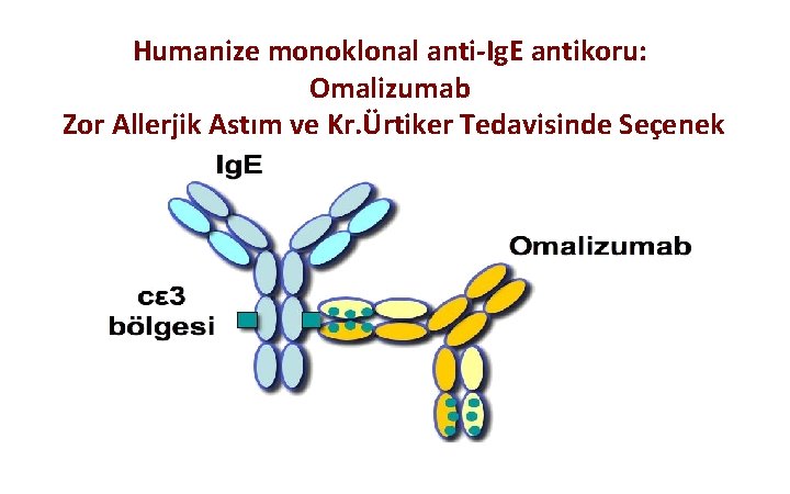 Humanize monoklonal anti-Ig. E antikoru: Omalizumab Zor Allerjik Astım ve Kr. Ürtiker Tedavisinde Seçenek
