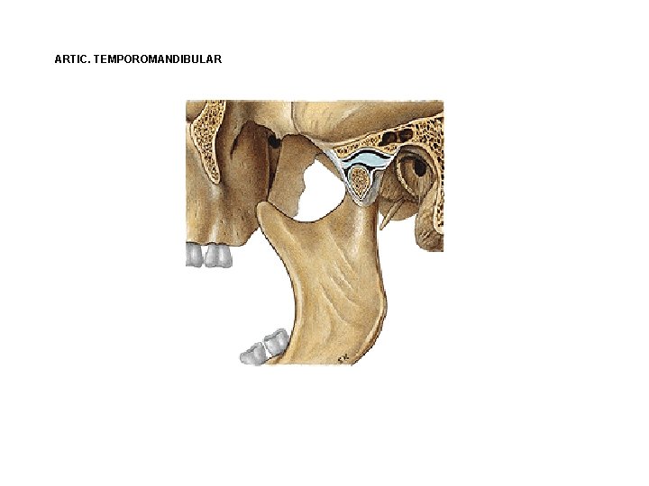 ARTIC. TEMPOROMANDIBULAR ARTIC. TEMPOROMANDIBULAR