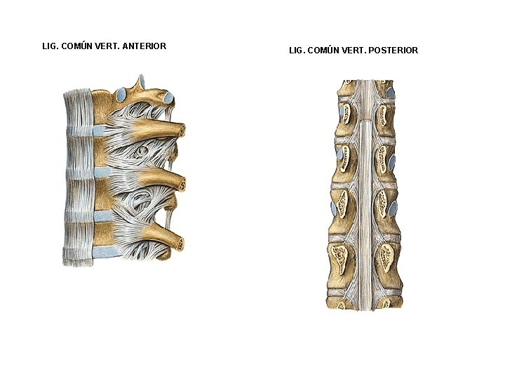 LIG. COMÚN VERT. ANTERIOR LIG. COMÚN VERT. POSTERIOR LIG. COMÚN VERT. ANTERIOR LIG. COMÚN VERT. POSTERIOR