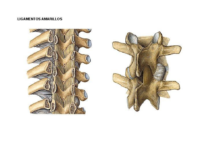 LIGAMENTOS AMARILLOS LIGAMENTOS AMARILLOS
