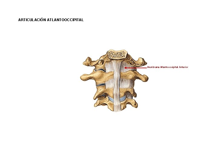 ARTICULACIÓN ATLANTOOCCIPITAL Membrana Atlantooccipital Anterior 