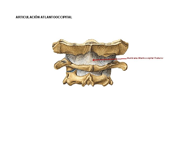 ARTICULACIÓN ATLANTOOCCIPITAL Membrana Atlantooccipital Posterior ARTICULACIÓN ATLANTOOCCIPITAL Membrana Atlantooccipital Posterior
