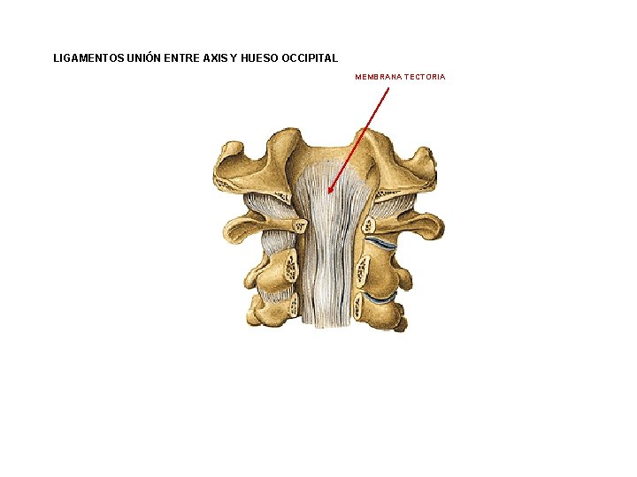 LIGAMENTOS UNIÓN ENTRE AXIS Y HUESO OCCIPITAL MEMBRANA TECTORIA 