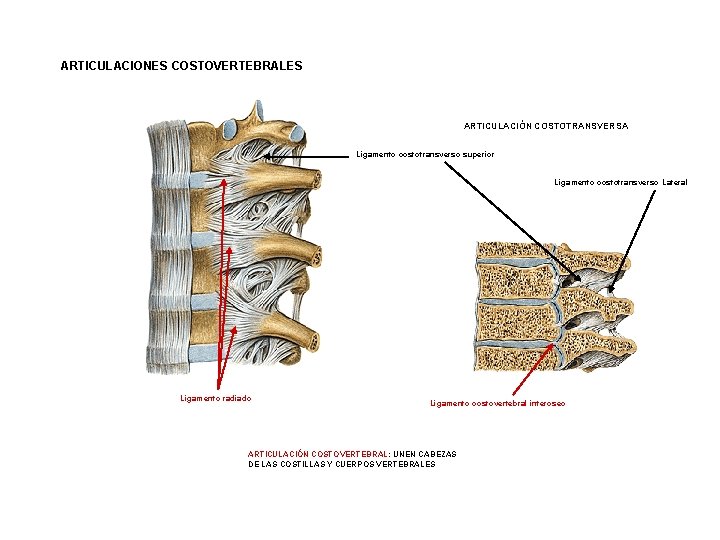 ARTICULACIONES COSTOVERTEBRALES ARTICULACIÓN COSTOTRANSVERSA Ligamento costotransverso superior Ligamento costotransverso Lateral Ligamento radiado Ligamento costovertebral