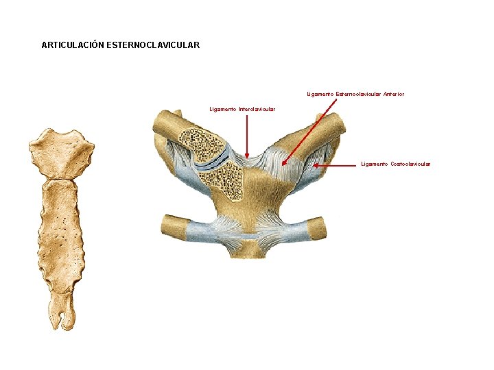 ARTICULACIÓN ESTERNOCLAVICULAR Ligamento Esternoclavicular Anterior Ligamento Interclavicular Ligamento Costoclavicular ARTICULACIÓN ESTERNOCLAVICULAR Ligamento Esternoclavicular Anterior Ligamento Interclavicular Ligamento Costoclavicular