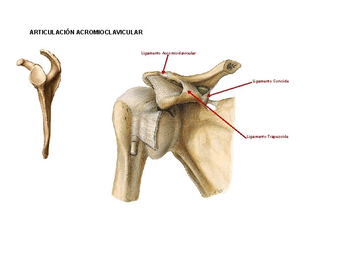 ARTICULACIÓN ACROMIOCLAVICULAR Ligamento Acromioclavicular Ligamento Conoide Ligamento Trapezoide ARTICULACIÓN ACROMIOCLAVICULAR Ligamento Acromioclavicular Ligamento Conoide Ligamento Trapezoide