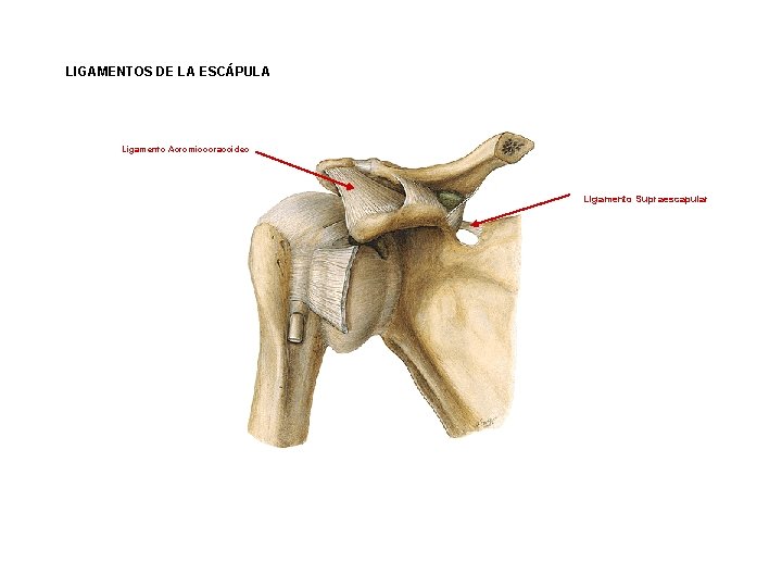 LIGAMENTOS DE LA ESCÁPULA Ligamento Acromiocoracoideo Ligamento Supraescapular 