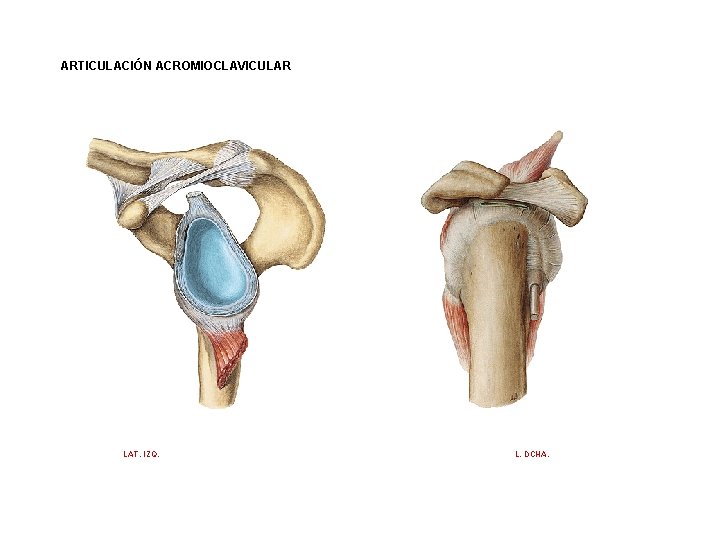 ARTICULACIÓN ACROMIOCLAVICULAR LAT. IZQ. L. DCHA. 