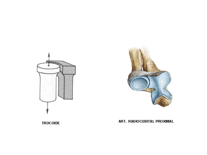 TROCOIDE ART. RADIOCUBITAL PROXIMAL TROCOIDE ART. RADIOCUBITAL PROXIMAL