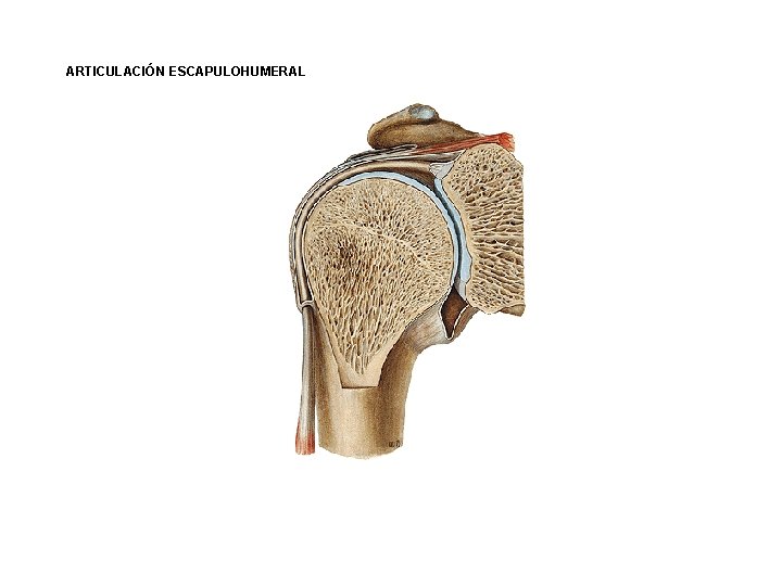 ARTICULACIÓN ESCAPULOHUMERAL ARTICULACIÓN ESCAPULOHUMERAL