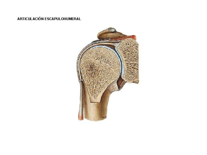 ARTICULACIÓN ESCAPULOHUMERAL 