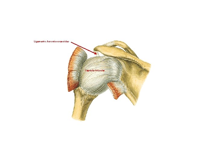 Ligamento Acromiocoracoideo Capsula Articular 