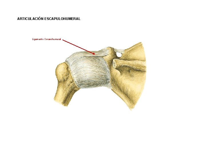 ARTICULACIÓN ESCAPULOHUMERAL Ligamento Coracohumeral ARTICULACIÓN ESCAPULOHUMERAL Ligamento Coracohumeral