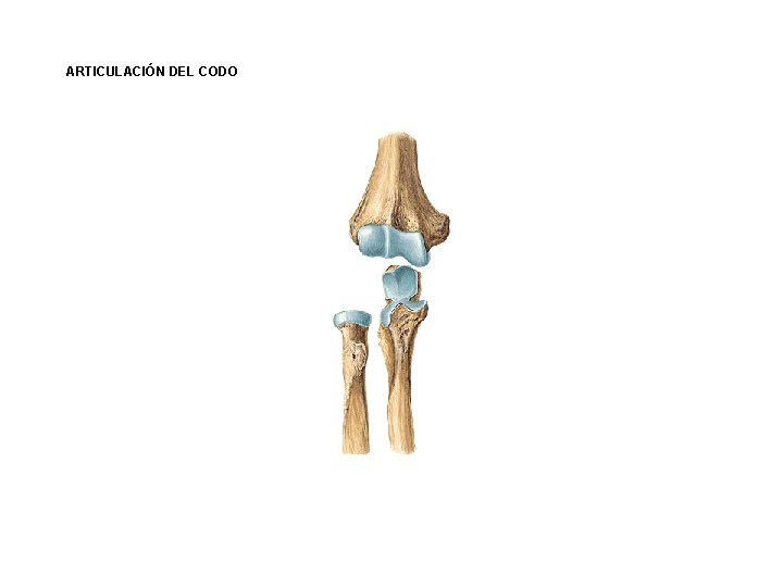 ARTICULACIÓN DEL CODO ARTICULACIÓN DEL CODO