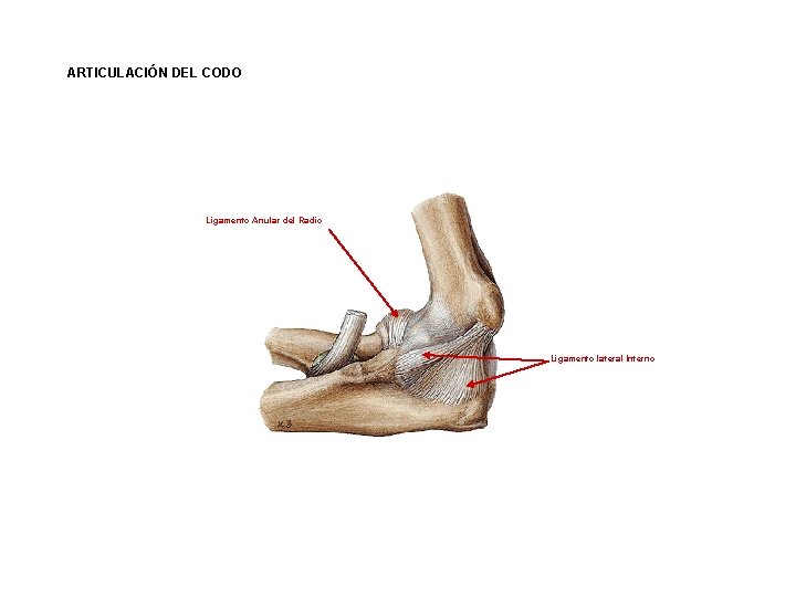 ARTICULACIÓN DEL CODO Ligamento Anular del Radio Ligamento lateral Interno 