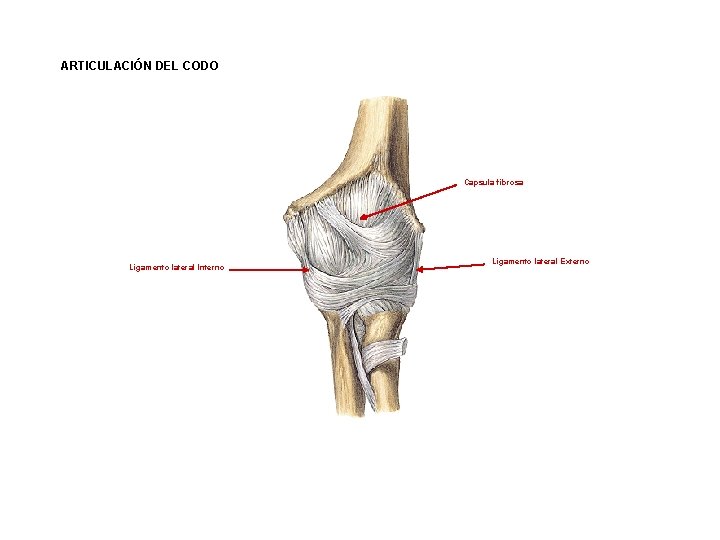 ARTICULACIÓN DEL CODO Capsula fibrosa Ligamento lateral Interno Ligamento lateral Externo 