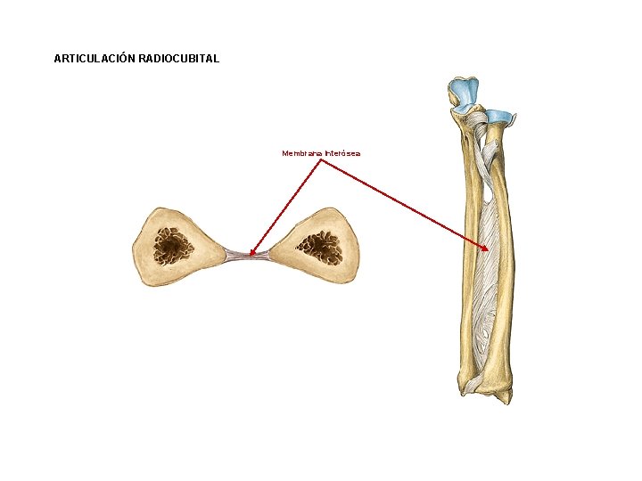 ARTICULACIÓN RADIOCUBITAL Membrana Interósea 