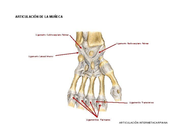 ARTICULACIÓN DE LA MUÑECA Ligamento Cubitocarpiano Palmar Ligamento Radiocarpiano Palmar Ligamento Lateral Interno Ligamento ARTICULACIÓN DE LA MUÑECA Ligamento Cubitocarpiano Palmar Ligamento Radiocarpiano Palmar Ligamento Lateral Interno Ligamento