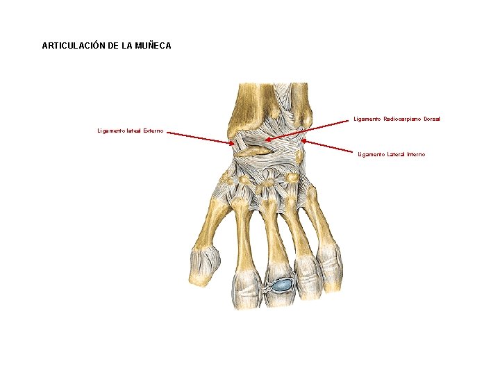 ARTICULACIÓN DE LA MUÑECA Ligamento Radiocarpiano Dorsal Ligamento lateal Externo Ligamento Lateral Interno ARTICULACIÓN DE LA MUÑECA Ligamento Radiocarpiano Dorsal Ligamento lateal Externo Ligamento Lateral Interno