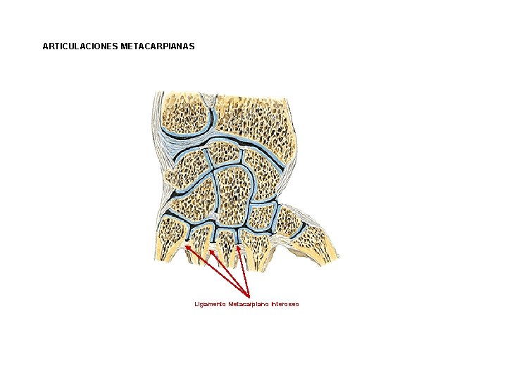 ARTICULACIONES METACARPIANAS Ligamento Metacarpiano Interoseo 