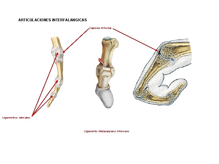 ARTICULACIONES INTERFALANGICAS Capsula Articular Ligamentos laterales Ligamento Metacarpiano Interoseo ARTICULACIONES INTERFALANGICAS Capsula Articular Ligamentos laterales Ligamento Metacarpiano Interoseo