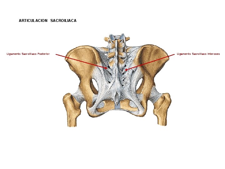 ARTICULACION SACROILIACA Ligamento Sacroiliaco Posterior Ligamento Sacroiliaco Interoseo ARTICULACION SACROILIACA Ligamento Sacroiliaco Posterior Ligamento Sacroiliaco Interoseo