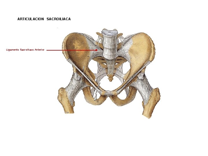 ARTICULACION SACROILIACA Ligamento Sacroiliaco Anterior ARTICULACION SACROILIACA Ligamento Sacroiliaco Anterior