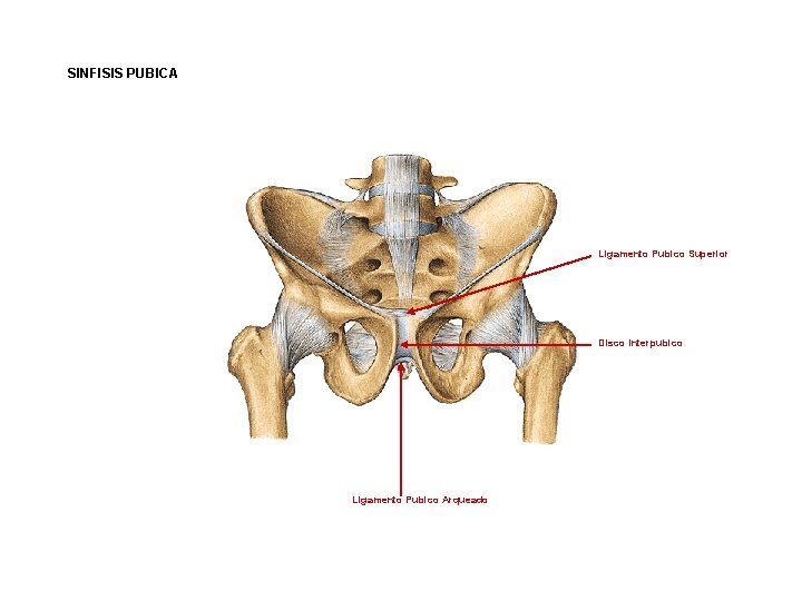 SINFISIS PUBICA Ligamento Pubico Superior Disco Interpubico Ligamento Pubico Arqueado 