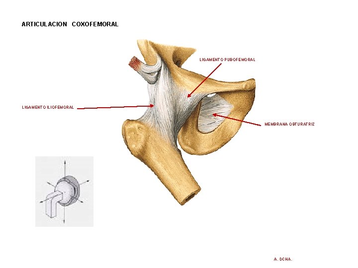 ARTICULACION COXOFEMORAL LIGAMENTO PUBOFEMORAL LIGAMENTO ILIOFEMORAL MEMBRANA OBTURATRIZ A. DCHA. ARTICULACION COXOFEMORAL LIGAMENTO PUBOFEMORAL LIGAMENTO ILIOFEMORAL MEMBRANA OBTURATRIZ A. DCHA.