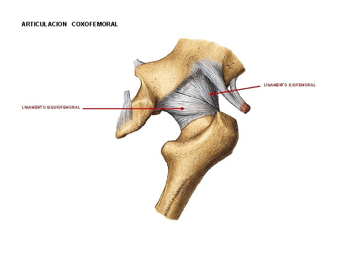 ARTICULACION COXOFEMORAL LIGAMENTO ILIOFEMORAL LIGAMENTO ISQUIOFEMORAL 