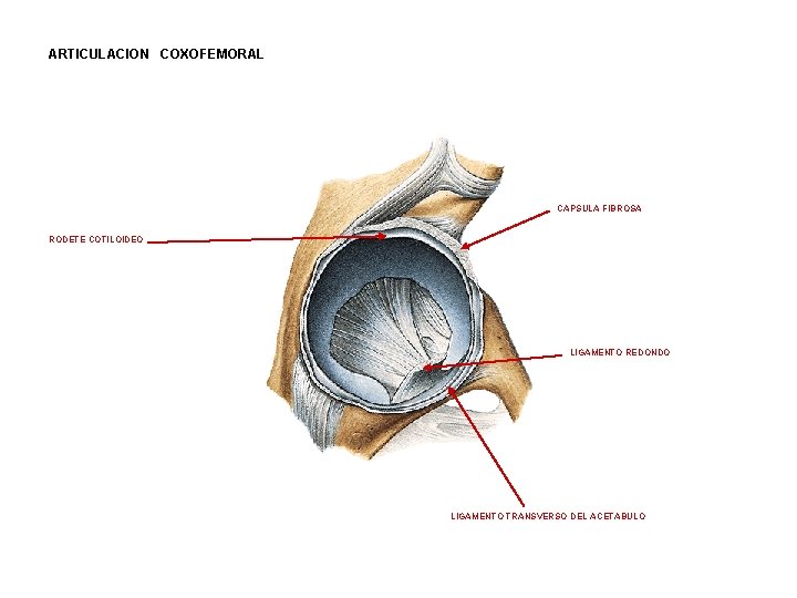 ARTICULACION COXOFEMORAL CAPSULA FIBROSA RODETE COTILOIDEO LIGAMENTO REDONDO LIGAMENTO TRANSVERSO DEL ACETABULO ARTICULACION COXOFEMORAL CAPSULA FIBROSA RODETE COTILOIDEO LIGAMENTO REDONDO LIGAMENTO TRANSVERSO DEL ACETABULO
