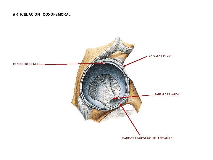 ARTICULACION COXOFEMORAL CAPSULA FIBROSA RODETE COTILOIDEO LIGAMENTO REDONDO LIGAMENTO TRANSVERSO DEL ACETABULO 