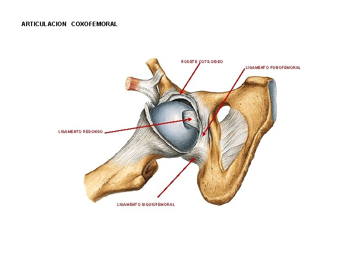 ARTICULACION COXOFEMORAL RODETE COTILOIDEO LIGAMENTO PUBOFEMORAL LIGAMENTO REDONDO LIGAMENTO ISQUIOFEMORAL ARTICULACION COXOFEMORAL RODETE COTILOIDEO LIGAMENTO PUBOFEMORAL LIGAMENTO REDONDO LIGAMENTO ISQUIOFEMORAL