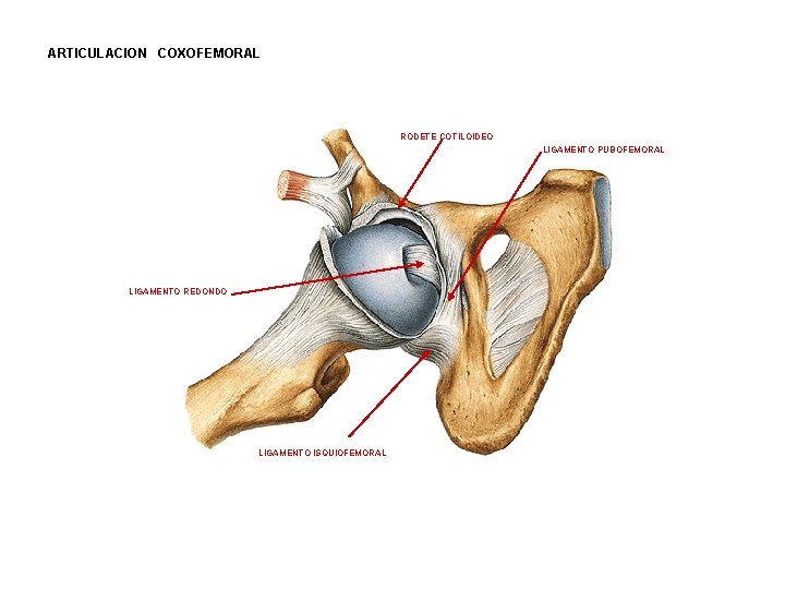 ARTICULACION COXOFEMORAL RODETE COTILOIDEO LIGAMENTO PUBOFEMORAL LIGAMENTO REDONDO LIGAMENTO ISQUIOFEMORAL 