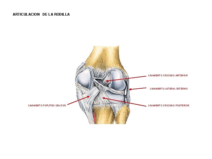 ARTICULACION DE LA RODILLA LIGAMENTO CRUZADO ANTERIOR LIGAMENTO LATERAL EXTERNO LIGAMENTO POPLITEO OBLICUO LIGAMENTO