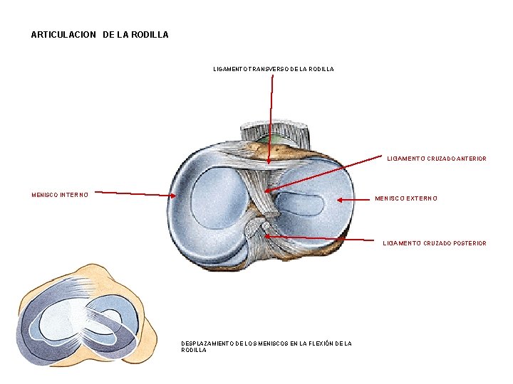 ARTICULACION DE LA RODILLA LIGAMENTO TRANSVERSO DE LA RODILLA LIGAMENTO CRUZADO ANTERIOR MENISCO INTERNO