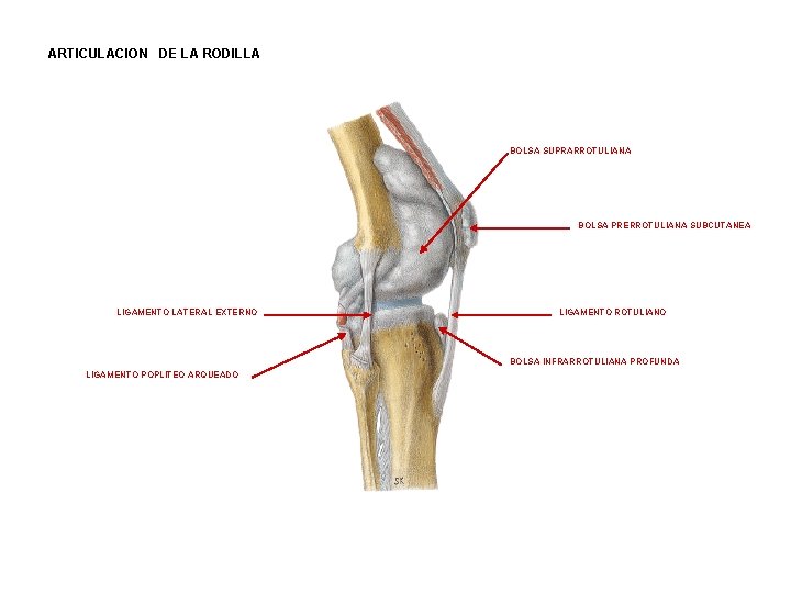 ARTICULACION DE LA RODILLA BOLSA SUPRARROTULIANA BOLSA PRERROTULIANA SUBCUTANEA LIGAMENTO LATERAL EXTERNO LIGAMENTO ROTULIANO