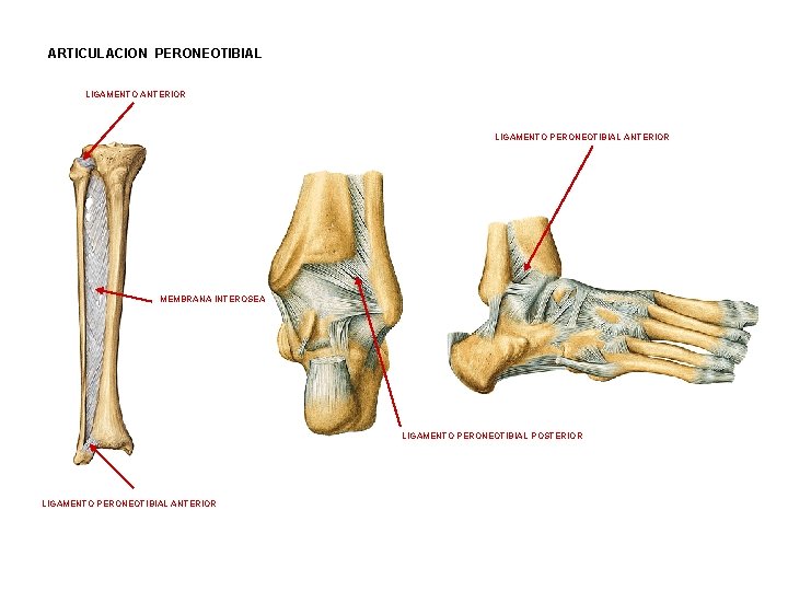 ARTICULACION PERONEOTIBIAL LIGAMENTO ANTERIOR LIGAMENTO PERONEOTIBIAL ANTERIOR MEMBRANA INTEROSEA LIGAMENTO PERONEOTIBIAL POSTERIOR LIGAMENTO PERONEOTIBIAL