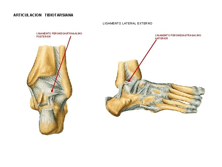 ARTICULACION TIBIOTARSIANA LIGAMENTO LATERAL EXTERNO LIGAMENTO PERONEOASTRAGALINO POSTERIOR LIGAMENTO PERONEOASTRAGALINO ANTERIOR 